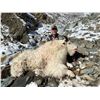 Image 3 : Wrangell/St Elias National Park 7 Day Mountain Goat Hunt - Donated by Paul