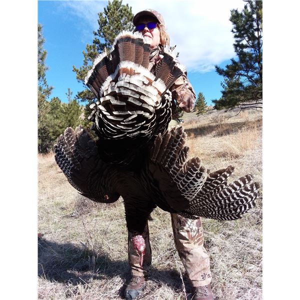 3-Day Montana Merriam Turkey Hunt for 1 person - Donated by Majestic Montana Outfitters