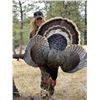Image 3 : 3-Day Montana Merriam Turkey Hunt for 1 person - Donated by Majestic Montana Outfitters