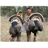 Image 4 : 3-Day Montana Merriam Turkey Hunt for 1 person - Donated by Majestic Montana Outfitters