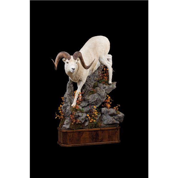 Mounted Sheep Shoulder Mount - Donated by Monarch Taxidermy Inc.