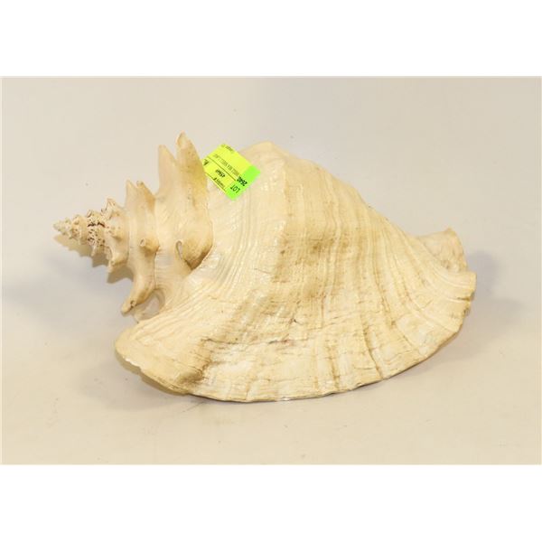 CONCH SHELL SEA SHELL LARGE