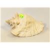 Image 1 : CONCH SHELL SEA SHELL LARGE