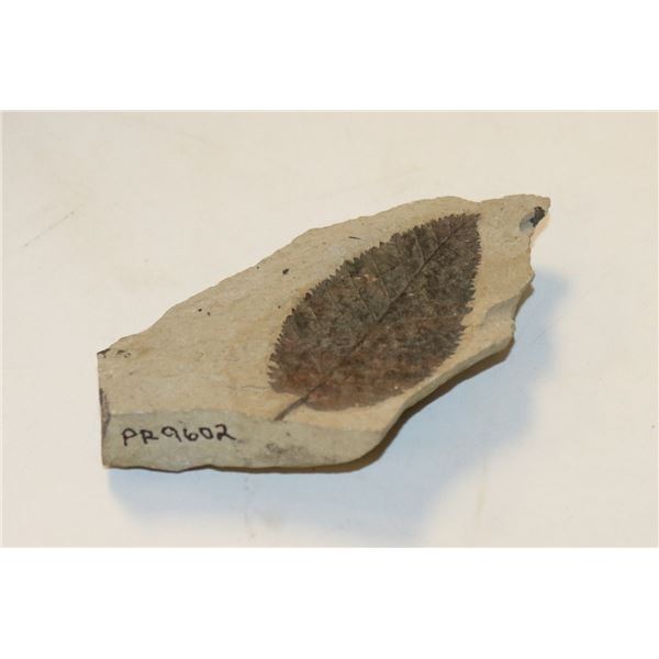 FOSSILIZED LEAF IN STONE