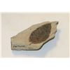 Image 1 : FOSSILIZED LEAF IN STONE