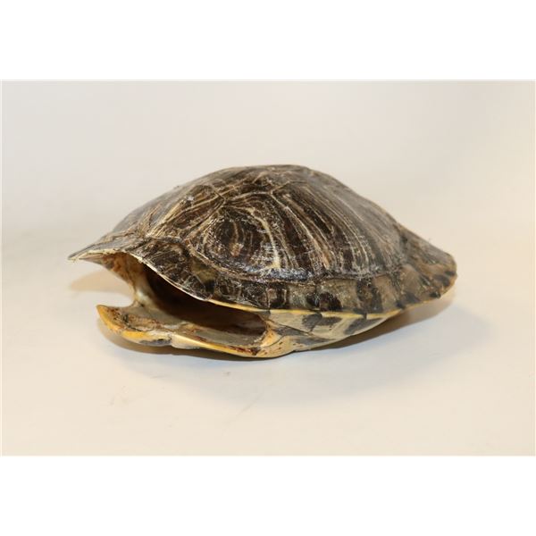 TURTLE SHELL FOR DECOR