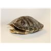 Image 1 : TURTLE SHELL FOR DECOR
