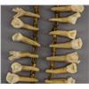 Image 10 : NATIVE AMERICAN PLAINS INDIAN HORSE TOOTH NECKLACE