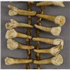 Image 9 : NATIVE AMERICAN PLAINS INDIAN HORSE TOOTH NECKLACE