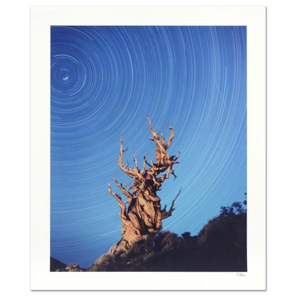 Robert Sheer,  Yoda Tree  Limited Edition Single Exposure Photograph, Numbered and Hand Signed with 