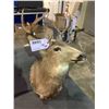 Image 2 : DEER HEAD WALL MOUNT
