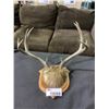 Image 2 : DEER ANTLER WALL PLAQUE