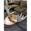 Image 2 : DEER ANTLER WALL PLAQUE