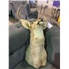 Image 2 : DEER HEAD WALL TROPHY