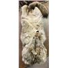 Image 1 : Coyote Hide