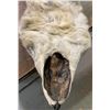 Image 2 : Coyote Hide