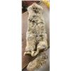 Image 3 : Coyote Hide
