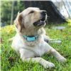NEW ANTI BARK DOG COLLAR (NON-SHOCKING)