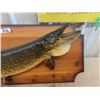 Image 2 : Northern Pike Mounted Fish 34" Long