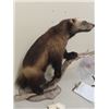 Image 2 : Mounted Full Body Wolverine & Skull w Permit Standing 33" - Owner Must obtain New Permit Prior After
