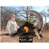 Image 10 : PHASA - Limpopo Hunt for 2 Hunters with US$ 4000 credit