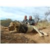 Image 19 : PHASA - Exclusive Lion Hunt, Limpopo