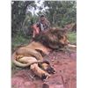 Image 20 : PHASA - Exclusive Lion Hunt, Limpopo