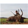 Image 10 : PHASA - Pick your animals in Limpopo for 4 Hunters