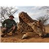 Image 15 : PHASA - Pick your animals in Limpopo for 4 Hunters