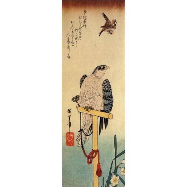 Hiroshig Tied Falcon Eying a Sparrow