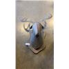 Image 1 : METAL DEER HEAD TROPHY