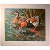 Image 1 : Red Crested Pochards Litho- Basil Ede #1948392