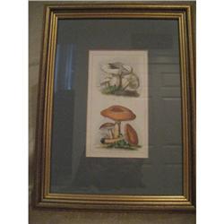one of four mushroom prints #1985799