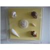 Image 1 : Shell Collections "International Delight! #1992892