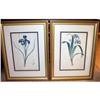 Image 1 : Vintage Iris Prints Pair 24" x 32" Framed Size #1959682
