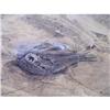 Image 1 : Ocean Side with a fish washed up on it #1991694