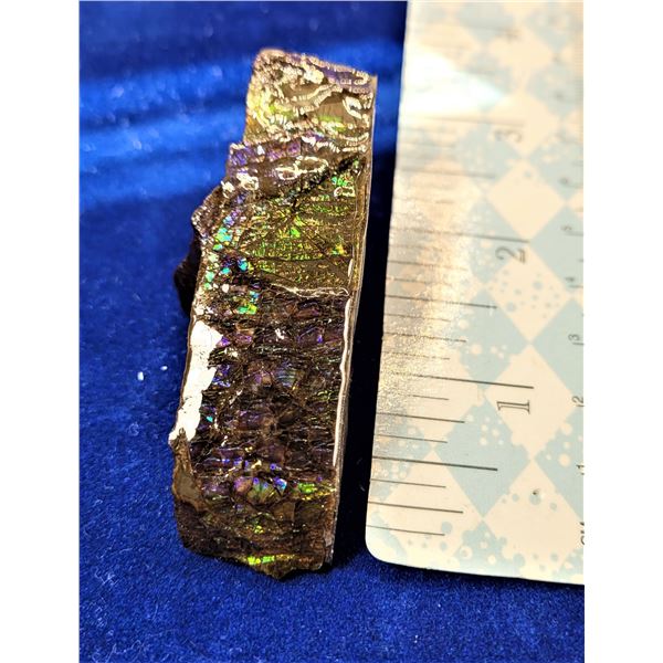 GREEN AND PURPLE FIRE 59.2 GRAMS AMMONITE GEMSTON