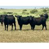 Image 1 : Morison Ranching - 842# Heifers - 74 Head (Stoughton, SK)