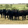 Image 2 : Morison Ranching - 842# Heifers - 74 Head (Stoughton, SK)