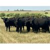 Image 3 : Morison Ranching - 842# Heifers - 74 Head (Stoughton, SK)
