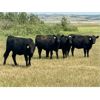 Image 4 : Morison Ranching - 842# Heifers - 74 Head (Stoughton, SK)