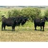 Image 5 : Morison Ranching - 842# Heifers - 74 Head (Stoughton, SK)