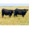 Image 1 : Morison Ranching - 932# Steers - 67 Head (Stoughton, SK)