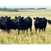 Image 3 : Morison Ranching - 932# Steers - 67 Head (Stoughton, SK)