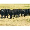 Image 6 : Morison Ranching - 932# Steers - 67 Head (Stoughton, SK)