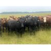 Image 2 : Midpoint Farms - 950# Heifers - 190 Head (Drayton Valley, AB)