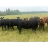 Image 5 : Midpoint Farms - 950# Heifers - 190 Head (Drayton Valley, AB)
