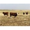 Image 1 : Craigmyle Colony - 675# Steer Calves - 130 Head (Craigmyle, AB)