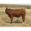 Image 3 : Craigmyle Colony - 675# Steer Calves - 130 Head (Craigmyle, AB)