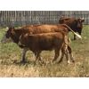 Image 4 : Craigmyle Colony - 675# Steer Calves - 130 Head (Craigmyle, AB)